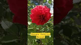 Download lagu Bunga Dahlia Merah#shorts mp3