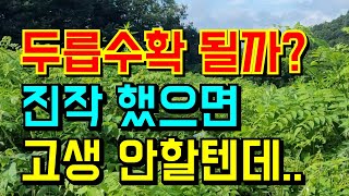 두릅농장 여름철 꼭해야될 일 / 제초작업 (예초기)