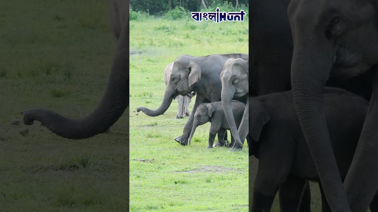আসামের জঙ্গলে বিরল ব্ল্যাক লেপার্ডের ছবি তুলে ভাইরাল বিধায়ক তরুণজ্যোতি তেওয়ারি