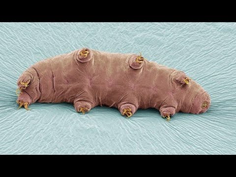 download lagu mp3 mp4 Tardigrado, download lagu Tardigrado gratis, unduh video klip Tardigrado