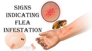 Warning Signs Indicating Flea Infestation | Henrys Pest Control Brisbane - 2019