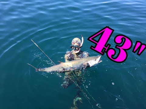 Florida Spearfishing Tournament Top Dog Entry Kingfish and Mangrove
