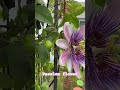 Passion flower | Florida Garden | Bloom #wildflorida