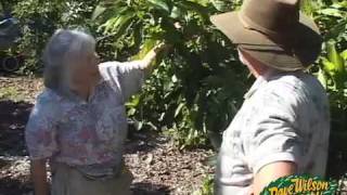 UC Irvine Avocado Collection part two