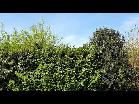 Lydia Kavina - In Green, for theremin and piano