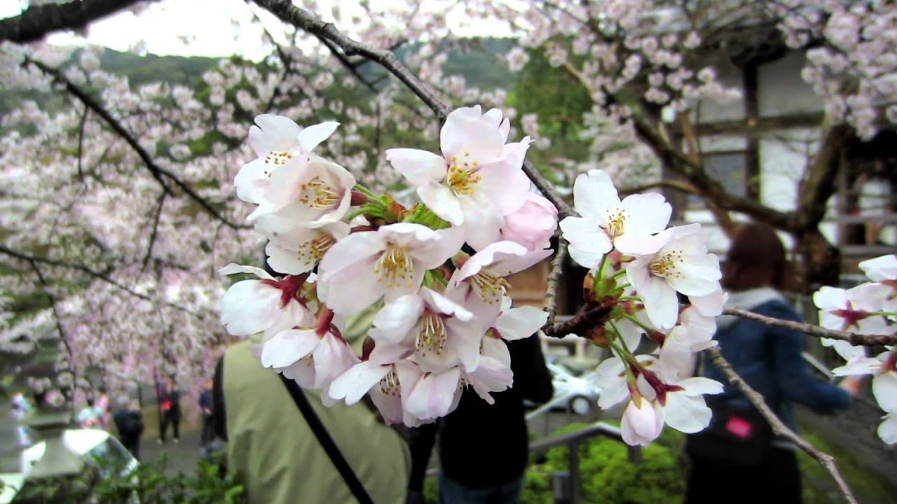 일본 淸水寺 벚꽃
