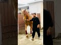 Zuljinah Badshah ️ ️ Hussain Muharram2022 Matameshabir