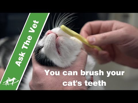 You can brush your cat's teeth- Companion Animal Vets