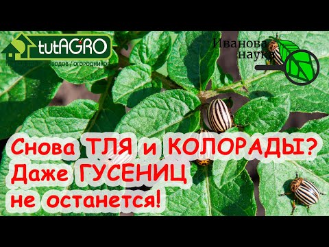 ЖУКИ ДОСТАЛИ? СУПЕРЭФФЕКТИВНОЕ СРЕДСТВО ОТ ВРЕДИТЕЛЕЙ! ЭФФЕКТ МГНОВЕННЫЙ БЕЗ ТОКСИЧНЫХ КОМПОНЕНТОВ.