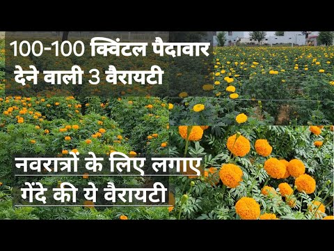 Indus Orbit,Asthgandhaplus,Yagna yellow 3 varieties 2 acre plot Haryana, amazing flowers #indus #...