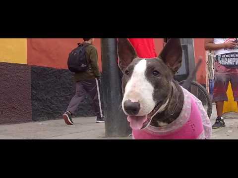 Consumo Records Feat La Torita, Jova, Fozko, Papicha, Rapze - Killa