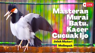 Download lagu Jalak Suren Gacor Materi Melimpah! Bagus Untuk Masteran Burung Dari Murai Batu, Kacer, Cucak Ijo mp3 Download lagu Jalak Suren Gacor Materi Melimpah! Bagus Untuk Masteran Burung Dari Murai Batu, Kacer, Cucak Ijo mp3