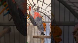 Red Factor African Grey Walking Upside Down and Giving Kisses