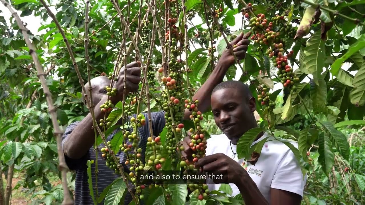 Jovamu Cofee – Lifting communities with every brew