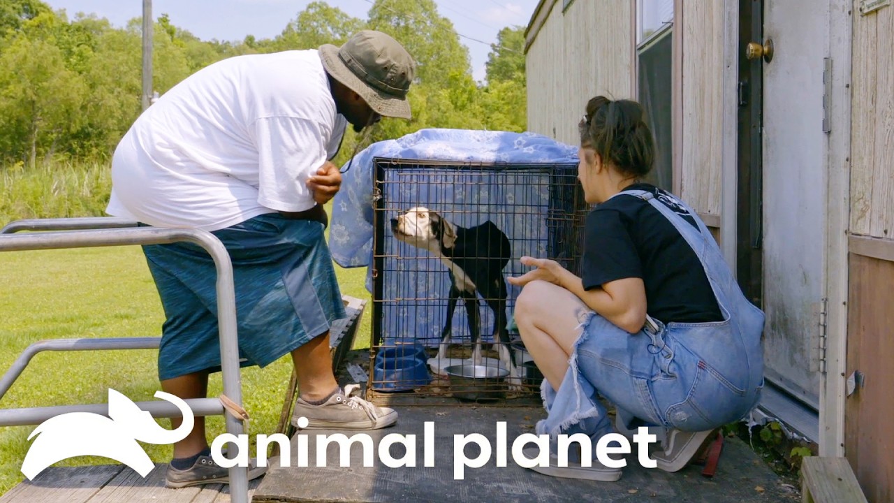 Dog Rescued From Crate Left in EXTREME Heat | Pit Bulls and Parolees | Animal Planet