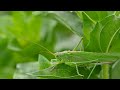| Grasshopper Insect Sound Effect Free Download & No Copyright | Grasshopper Noises | MH Sounds |