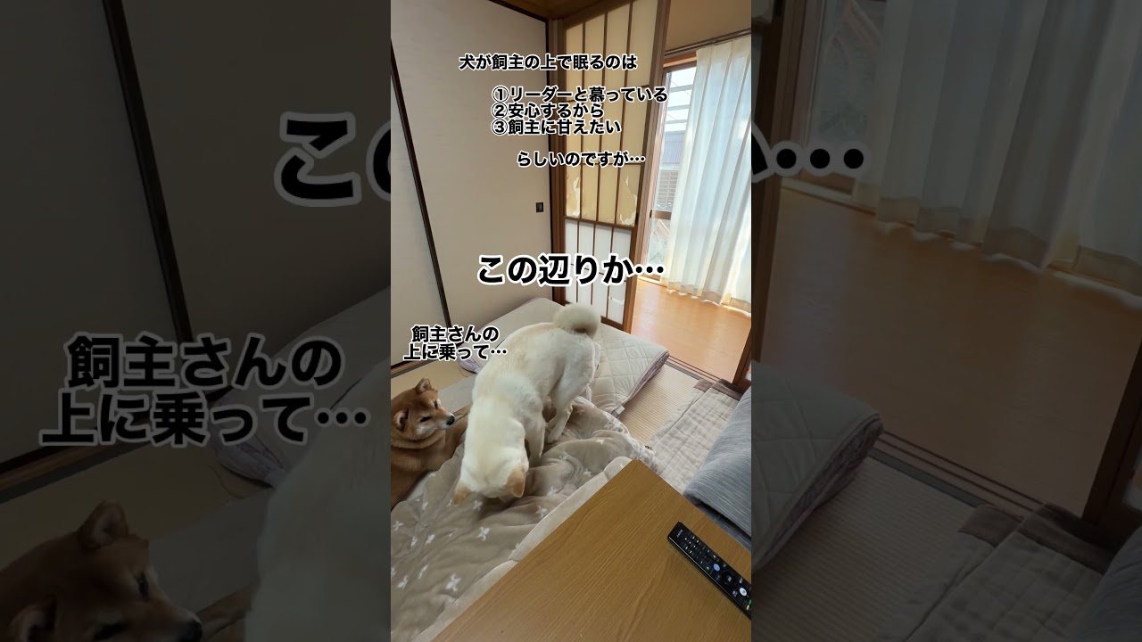 犬の雑学‼️犬が飼主の上で眠る理由は①飼主をリーダーだと思っている②安心する③甘えたい‼️＃よくオナラをされます＃白柴は自分がリーダーだと思ってる？#赤柴は上には乗りません＃柴犬＃多頭飼い＃dog