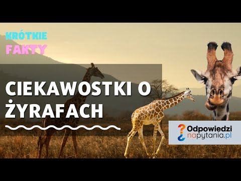 Ciekawostki o żyrafach - Jak wysokie są żyrafy, ile maja kręgów... - Krótkie fakty