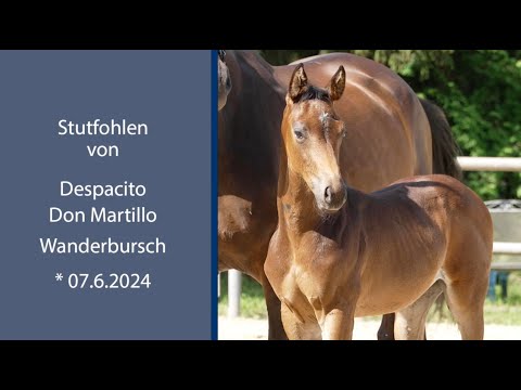 Stutfohlen von Despacito x Don Martillo