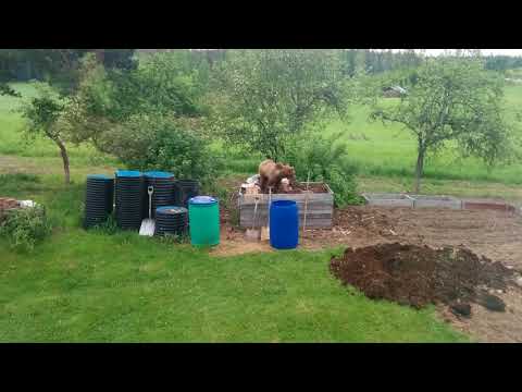 Björnar i komposten