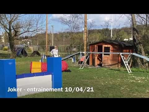Amstaff Agility training 10/04/21