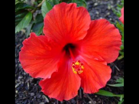 Tahia- Toi ma mère.wmv