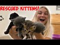 WE RESCUED 4 KITTENS THE MOMMA CAT CUTE ANIMALS