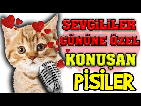 AŞK ACISI ÇEKEN KONUŞAN PİSİLER - 14 Şubat Sevgililer Gününe Özel