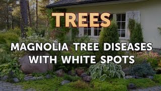 Magnolia Tree Diseases With White Spots