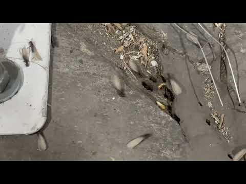 Termite Swarmers Coming Out of the Concrete in Lakewood, NJ