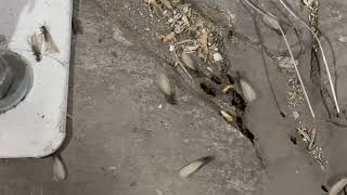 Termite Swarmers Coming Out of the Concrete in Lakewood, NJ