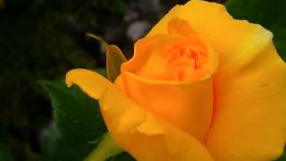 MONTY ALEXANDER - LOVE NOTES