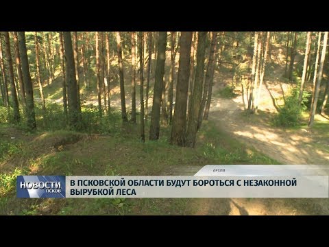 16.08.2019 / В Псковской области будут бороться с незаконной вырубкой леса