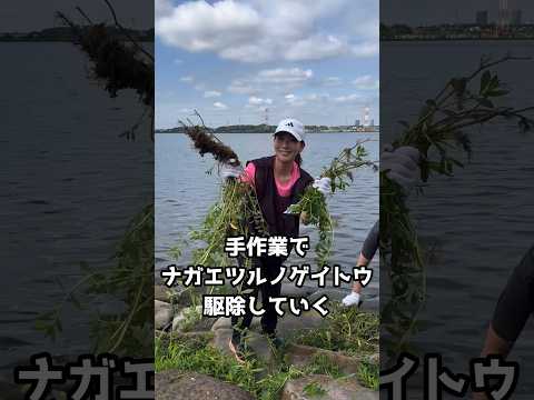 国際関係学科 【手賀沼のナガエツルノゲイトウ駆除作業】#手賀沼 #外来水生植物　#ナガエツルノゲイトウ　#千葉県議会議員 #水野ゆうき　#アトピー #敏感肌
