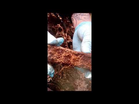 Das erstemal Sondeln