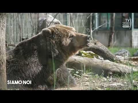Siamo Noi (TV2000), 3 maggio 2023 - Uomo e orsi in Abruzzo: convivenza possibile?