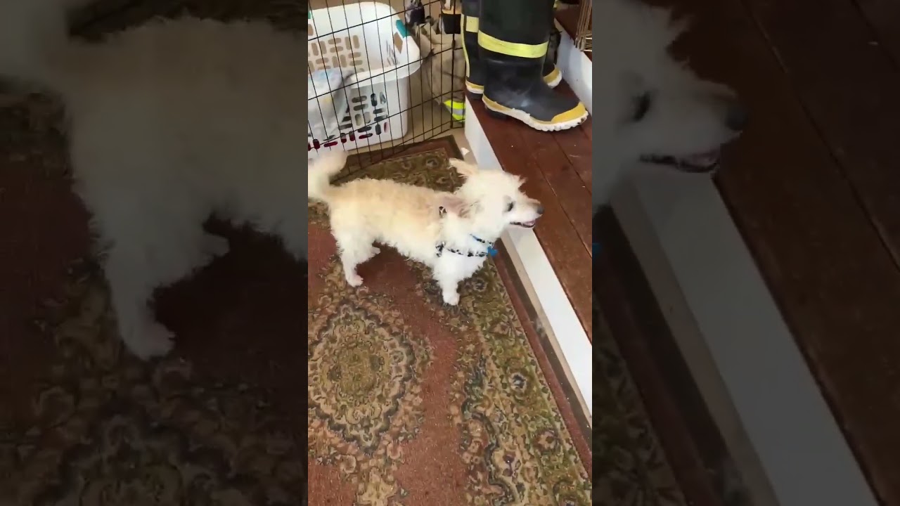 Enlarge Mickey, an adopted mixed breed in Hopkinton, MA video 6/6