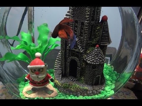 Christmas Betta 1 Gallon Tours + Fishy Christmas Presents Haul!