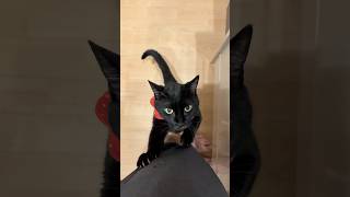 【黒猫】服がボロボロな理由
