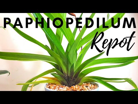 Repotting my Paphiopedilum American Hybrid | Info & Care Tips | Semi-Hydro LECA + Seramis Update