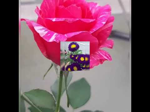 THE BEAUTIFUL FLOWERS ALL AROUND THE WORLD /CREATED BY HARLYN LITAB /