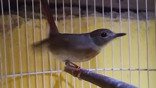 Download lagu SRDC Betina GACOR SUARA    mp3