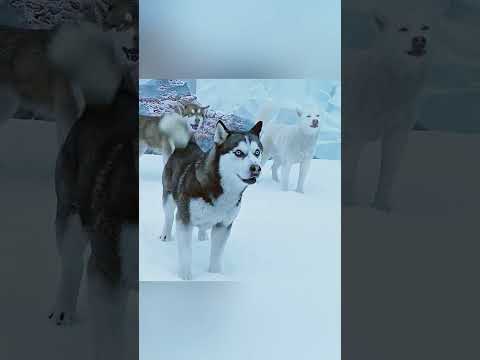 La loyauté des chiens est telle qu'elle fait honte #shortsviral #shortvideo #shorts