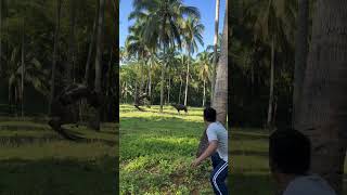 Download lagu So scared that kind off animal like eating a carabao mp3 Download lagu So scared that kind off animal like eating a carabao mp3