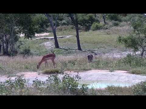 Djuma: Warthogs and Impala - 14:02 - 04/03/2022