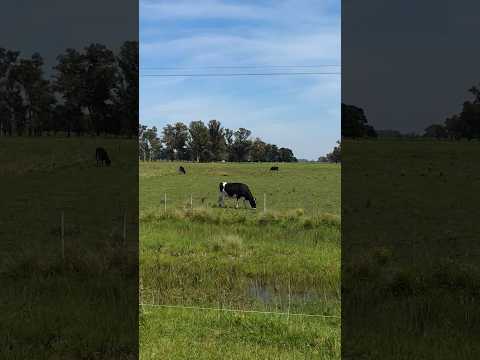Campo y Vacas en Altamirano partido de Coronel Brandsen Buenos Aires Argentina