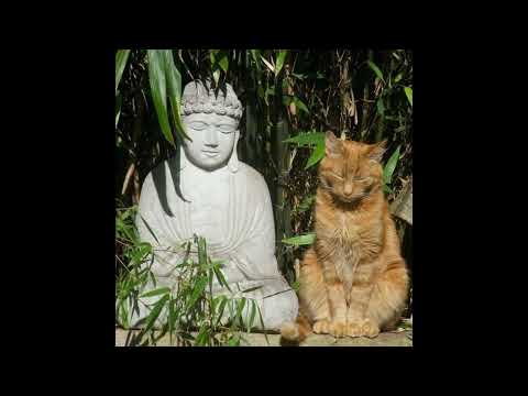 your moms favorite ambient jungle set