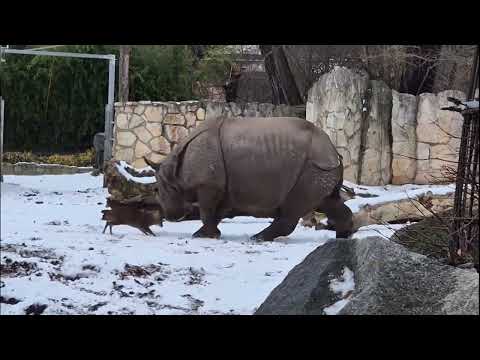 ZOO Wrocław na ustach całej Europy. To nagranie to hit sieci na całym świecie