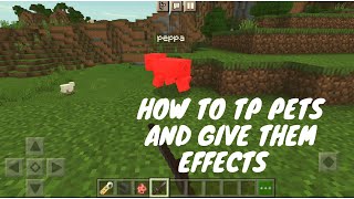 How to TP PETS and Give them EFFECTS (Minecraft Bedrock)