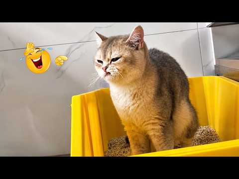 FUNNY CATS That Will Make You Laugh 2026 😂🐱 | Funny Cat Moments